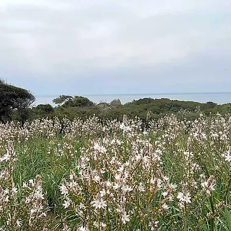 Alelca Domo